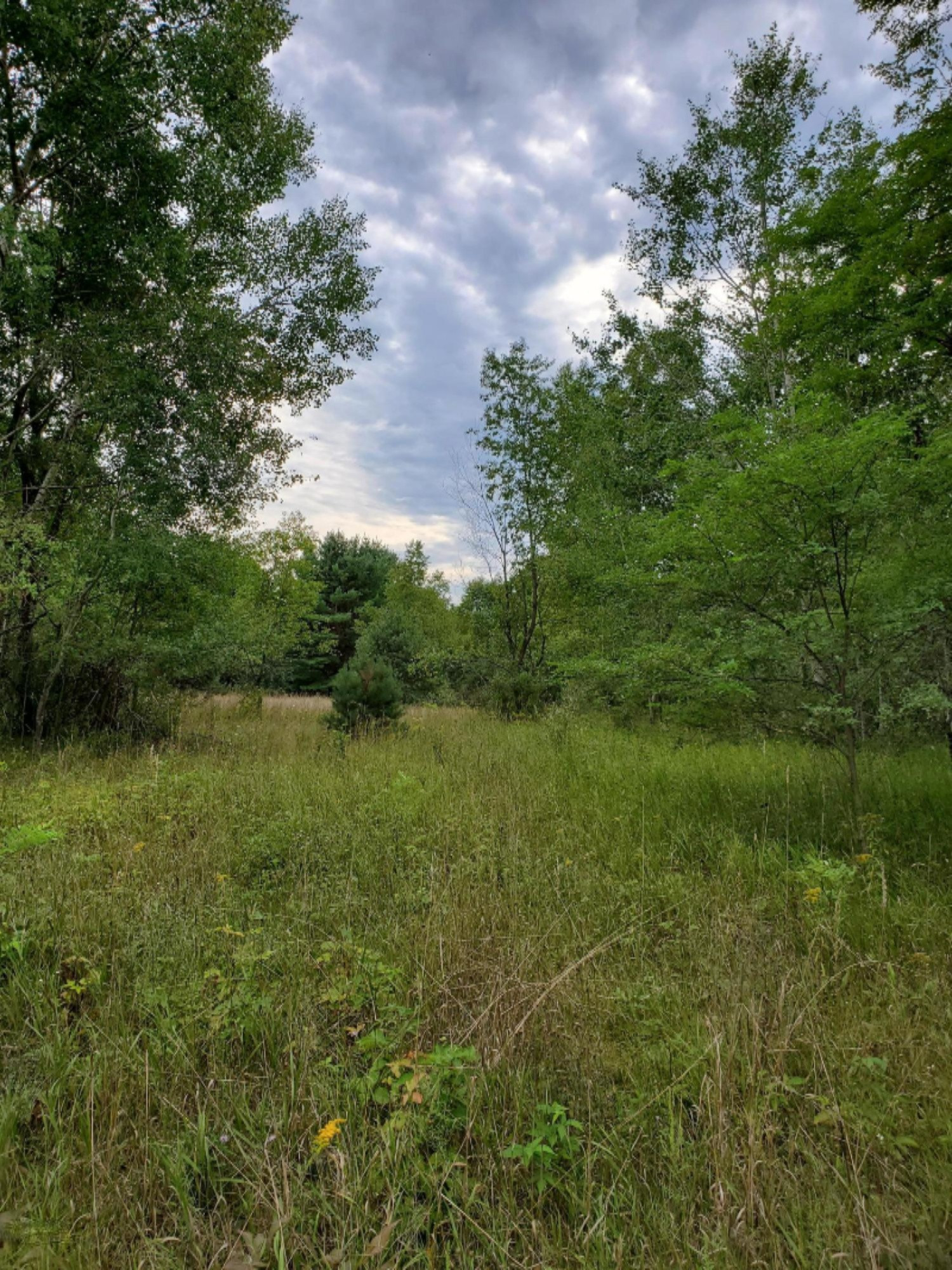 4.92-acres River Ranch Road Hersey, MI 49639 - Photo 2 of 8 20200831_175234
