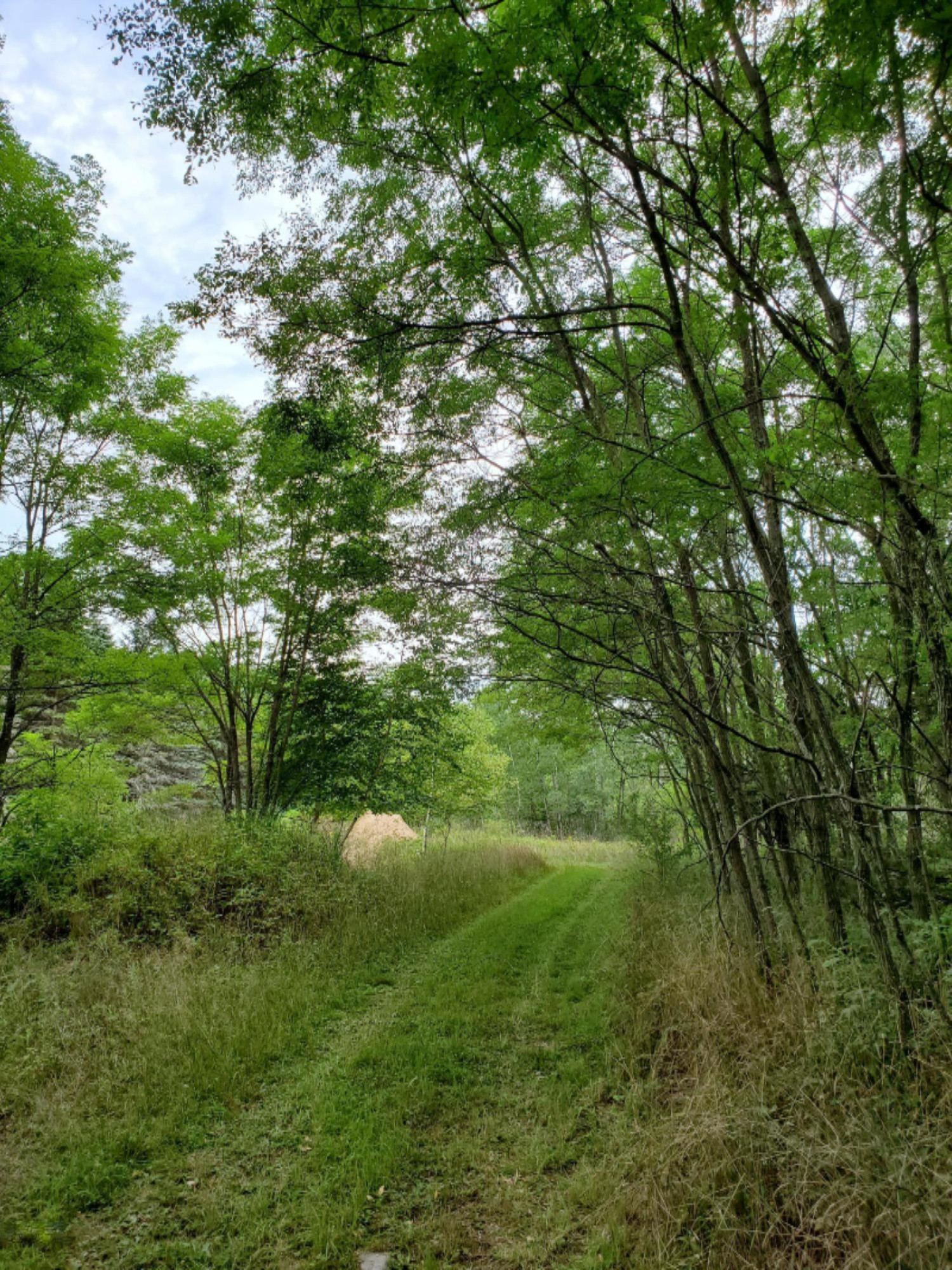 4.92-acres River Ranch Road Hersey, MI 49639 - Photo 5 of 8 20200831_175552