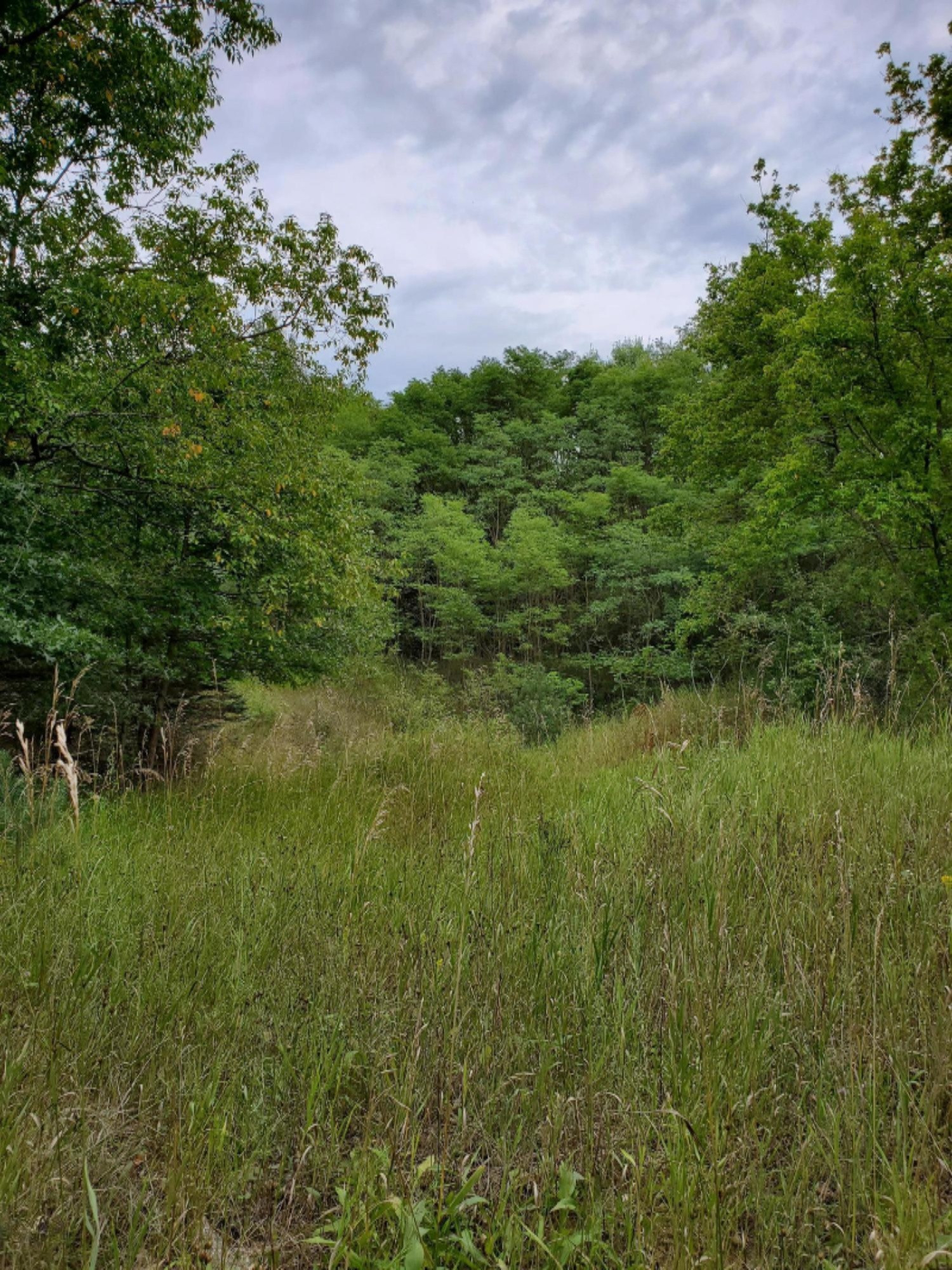 4.92-acres River Ranch Road Hersey, MI 49639 - Photo 8 of 8 20200831_175705