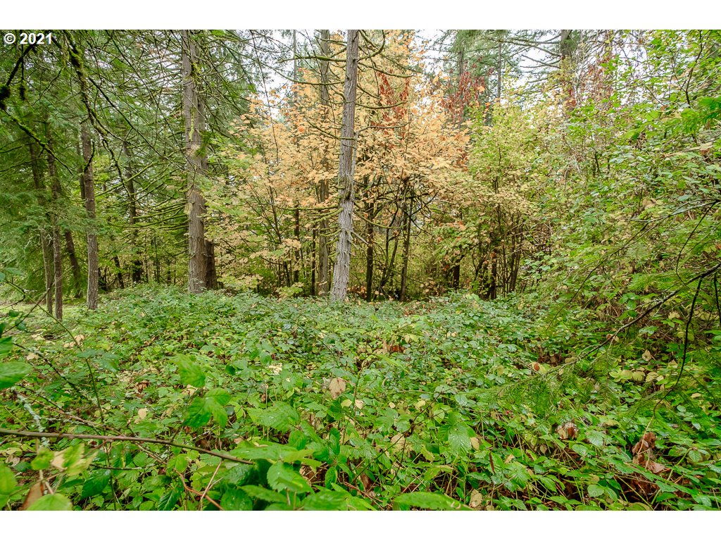 Bramblewood Albany, OR 97321 - Photo 7 of 32 Gallery Image 7