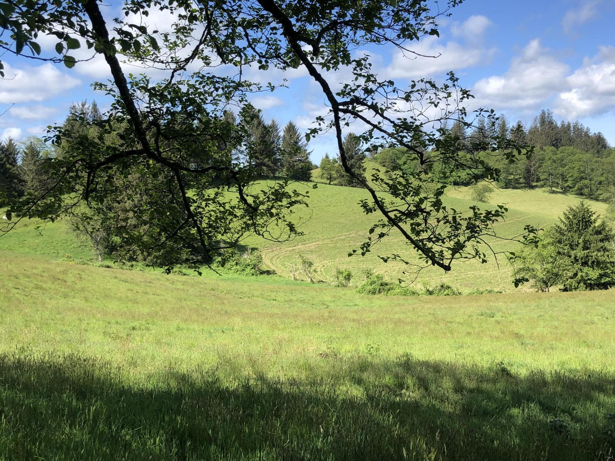 201 Hodgdon Road Tillamook, OR 97141 - Photo 12 of 33 IMG_7840