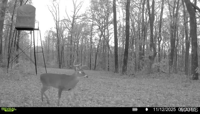 $265,000 | 0 Missouri 34 Glen, Marble Hill, MO 63764