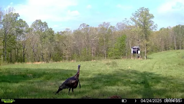 $265,000 | 0 Missouri 34 Glen, Marble Hill, MO 63764