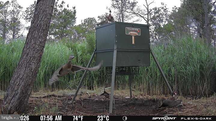3241 Robbins Road Crapo, MD 21626 - Photo 2 of 44 Wildlife at the feeder at dawn.