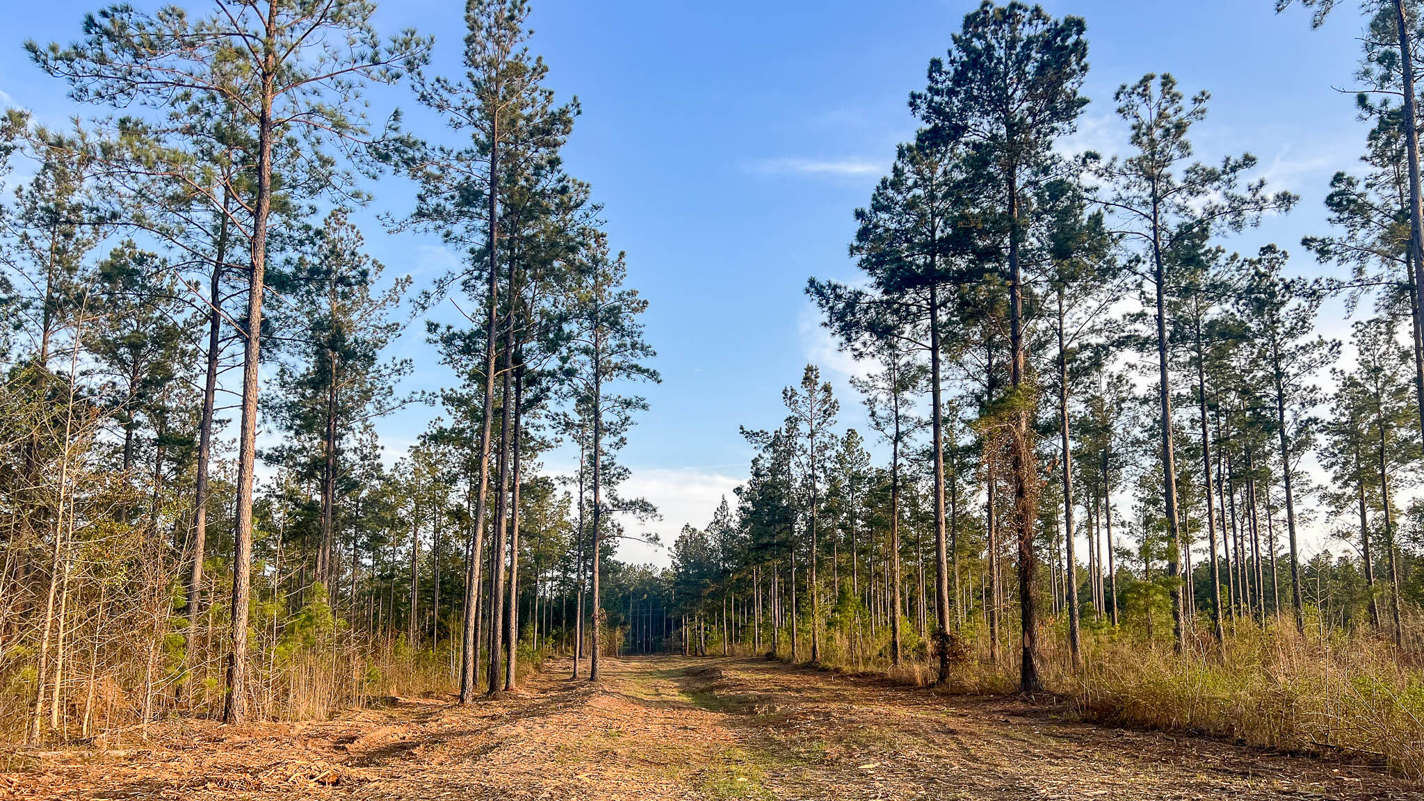0 White Pond Road Williston, SC 29853 - Photo 13 of 16 White Pond Ridge Estate SC Land for Sale