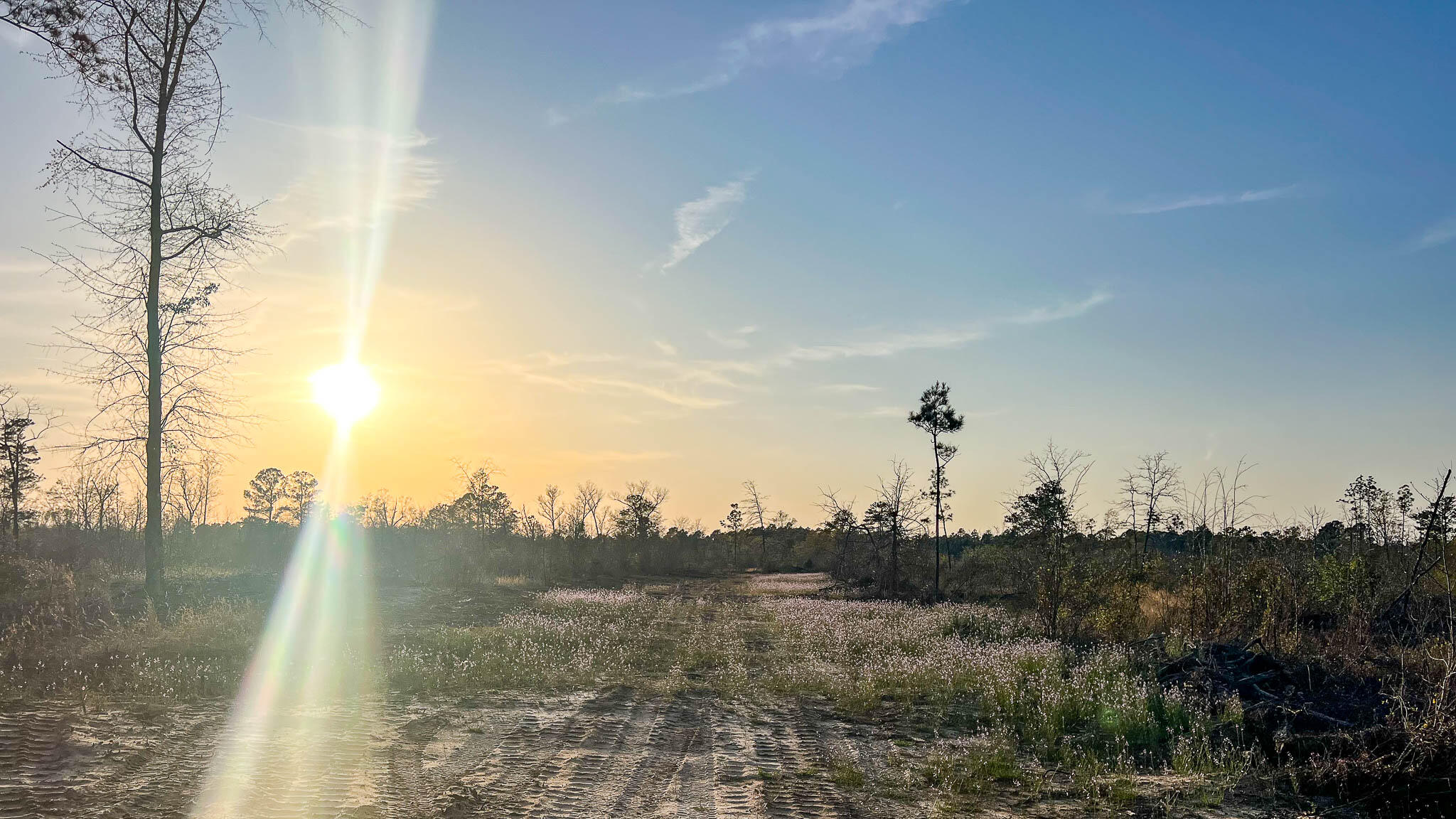0 White Pond Road Williston, SC 29853 - Photo 14 of 16 White Pond Ridge Estate SC Land for Sale