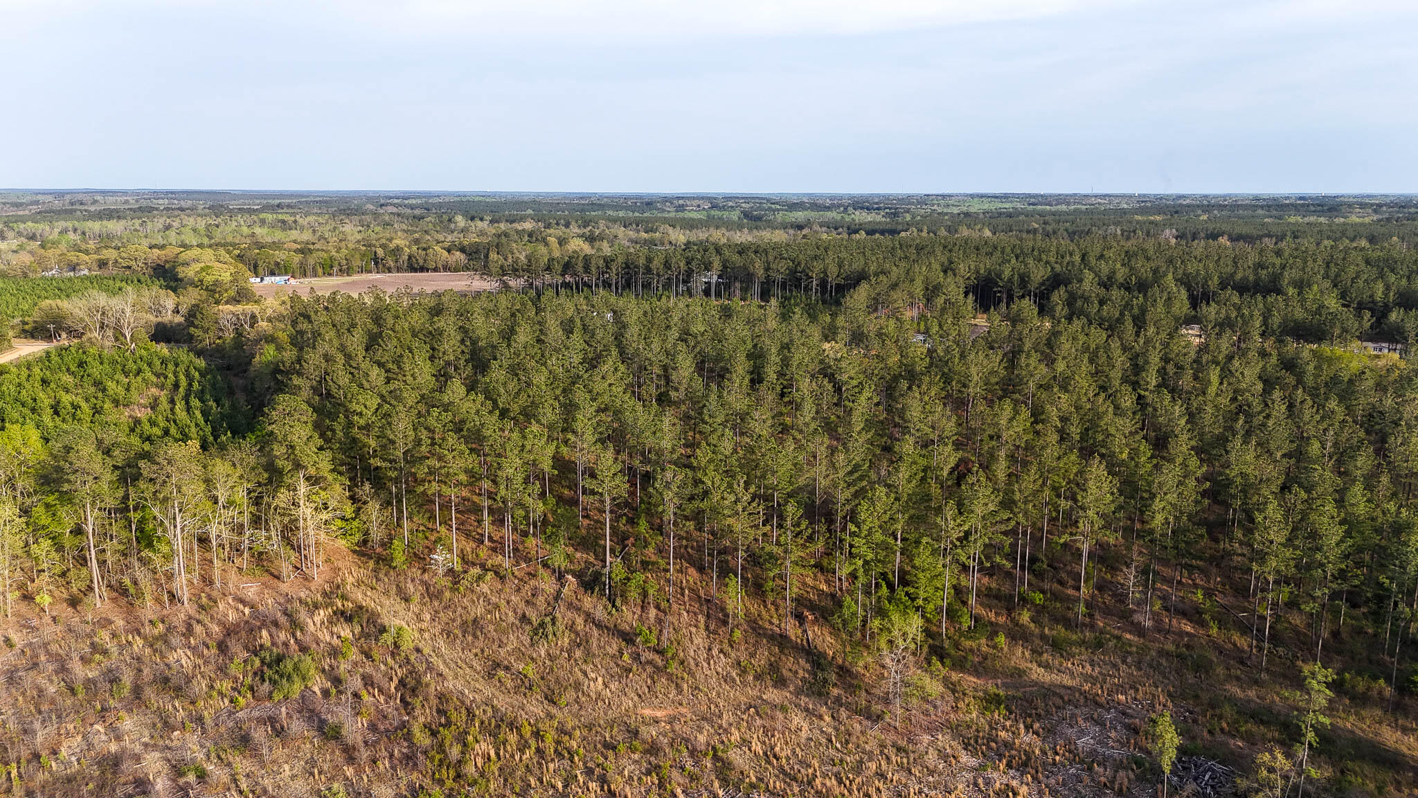 0 White Pond Road Williston, SC 29853 - Photo 4 of 16 White Pond Ridge Estate SC Land for Sale