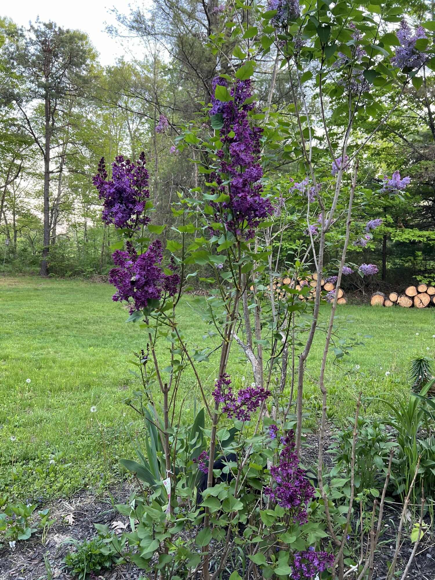 19 Riggs Road Casco, ME 04015 - Photo 24 of 50 Purple Lilac