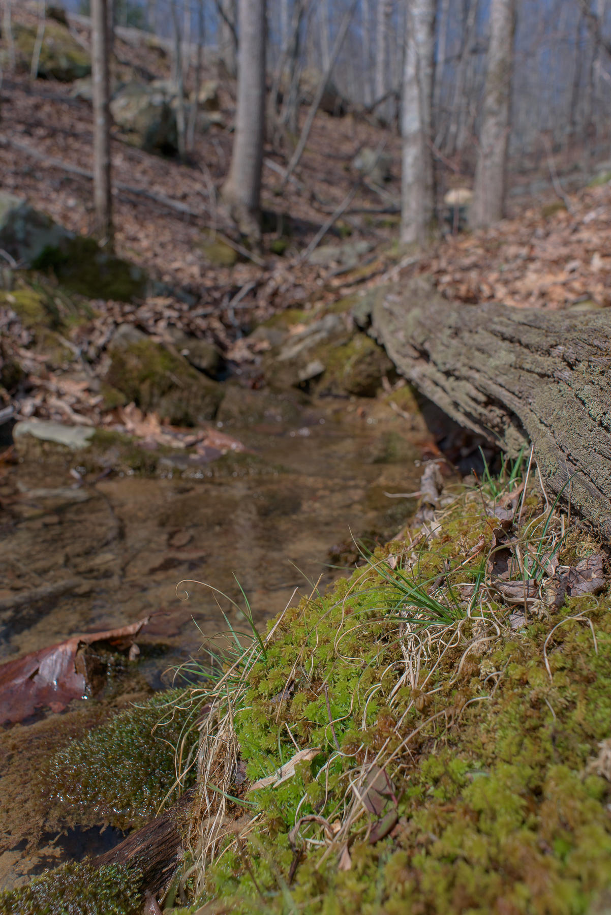 706 Old Sewanee Road Sewanee, TN 37375 - Photo 29 of 39 Creek