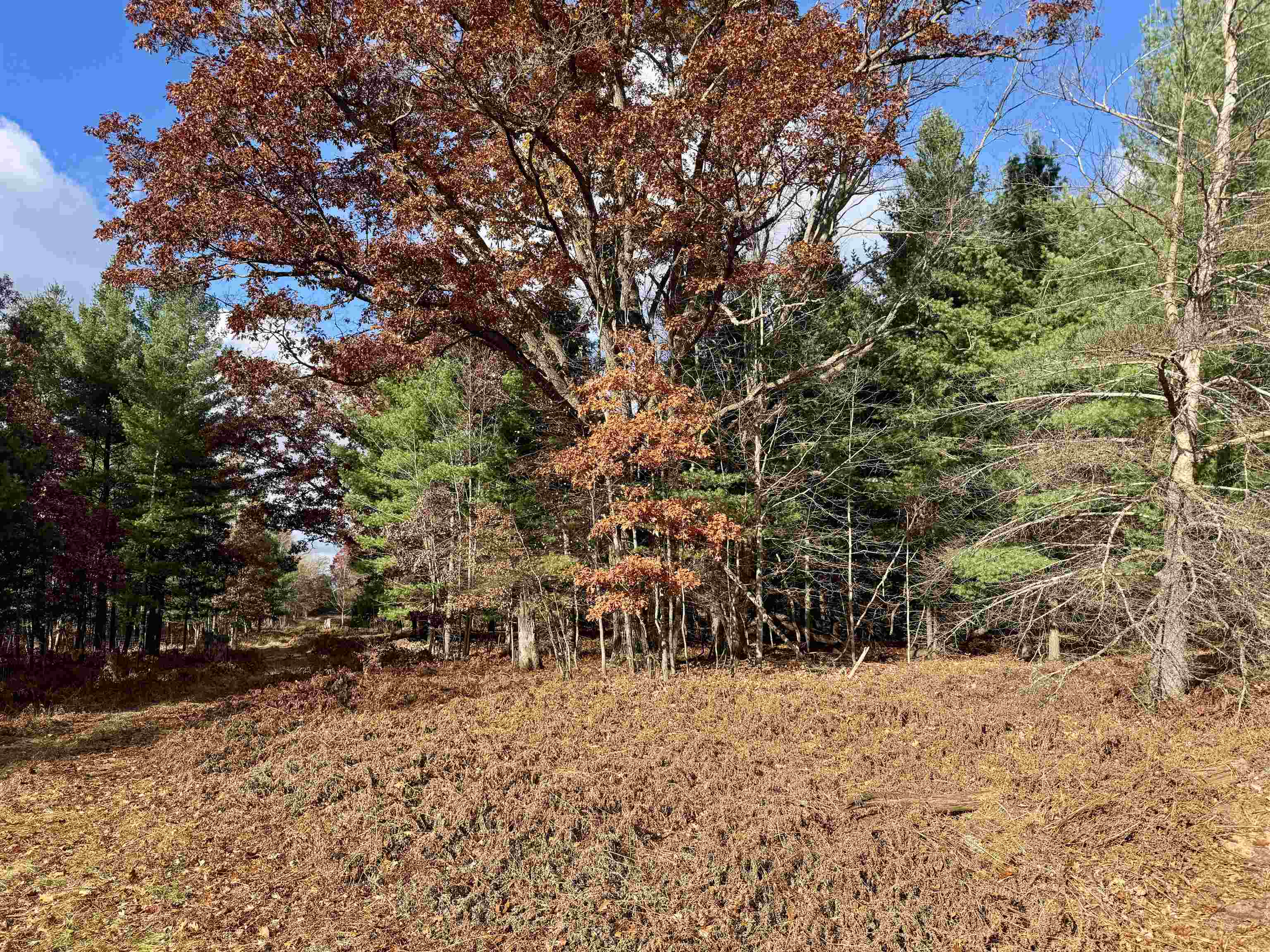 V/l West Rosted Road Lake City, MI 49651 - Photo 8 of 24