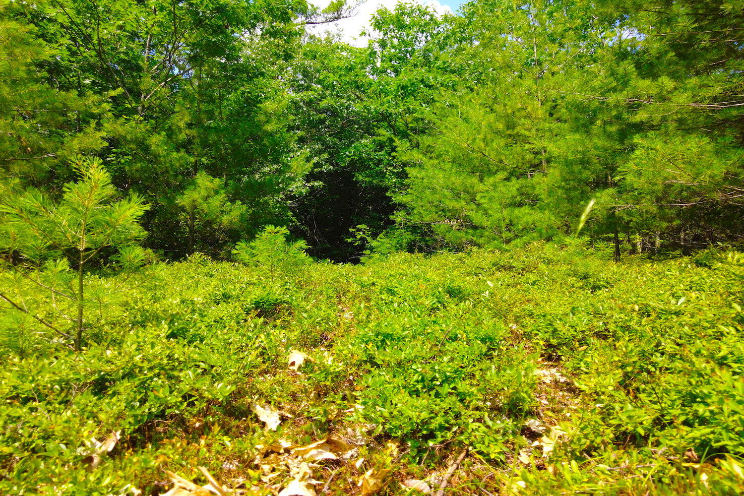 Tbd Roberts Pond Road Lyman, ME 04002 - Photo 17 of 37 Blueberries