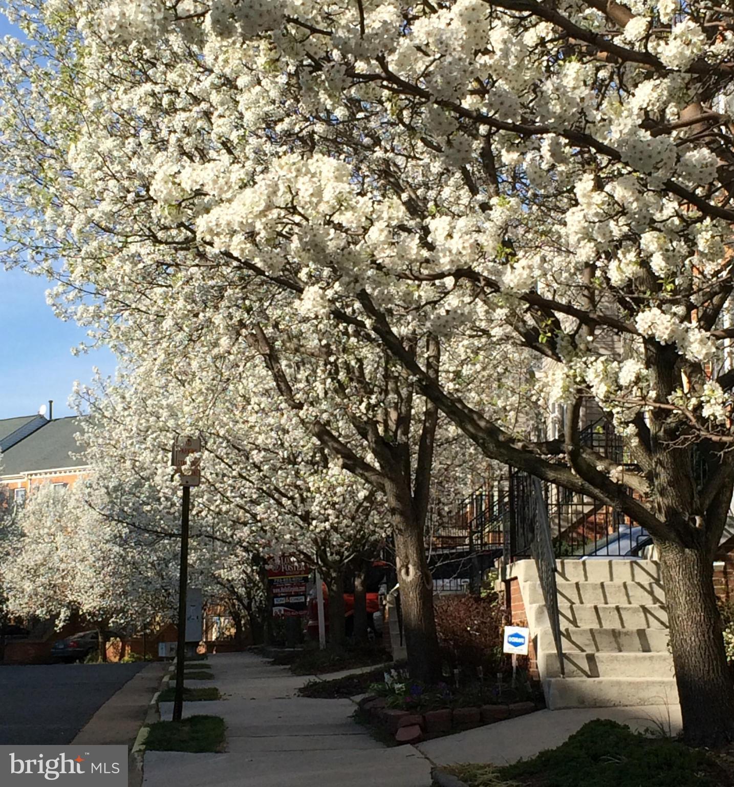 6667 Debra Lu Way Springfield, VA 22150 - Photo 3 of 30 Beautiful Flowering Trees