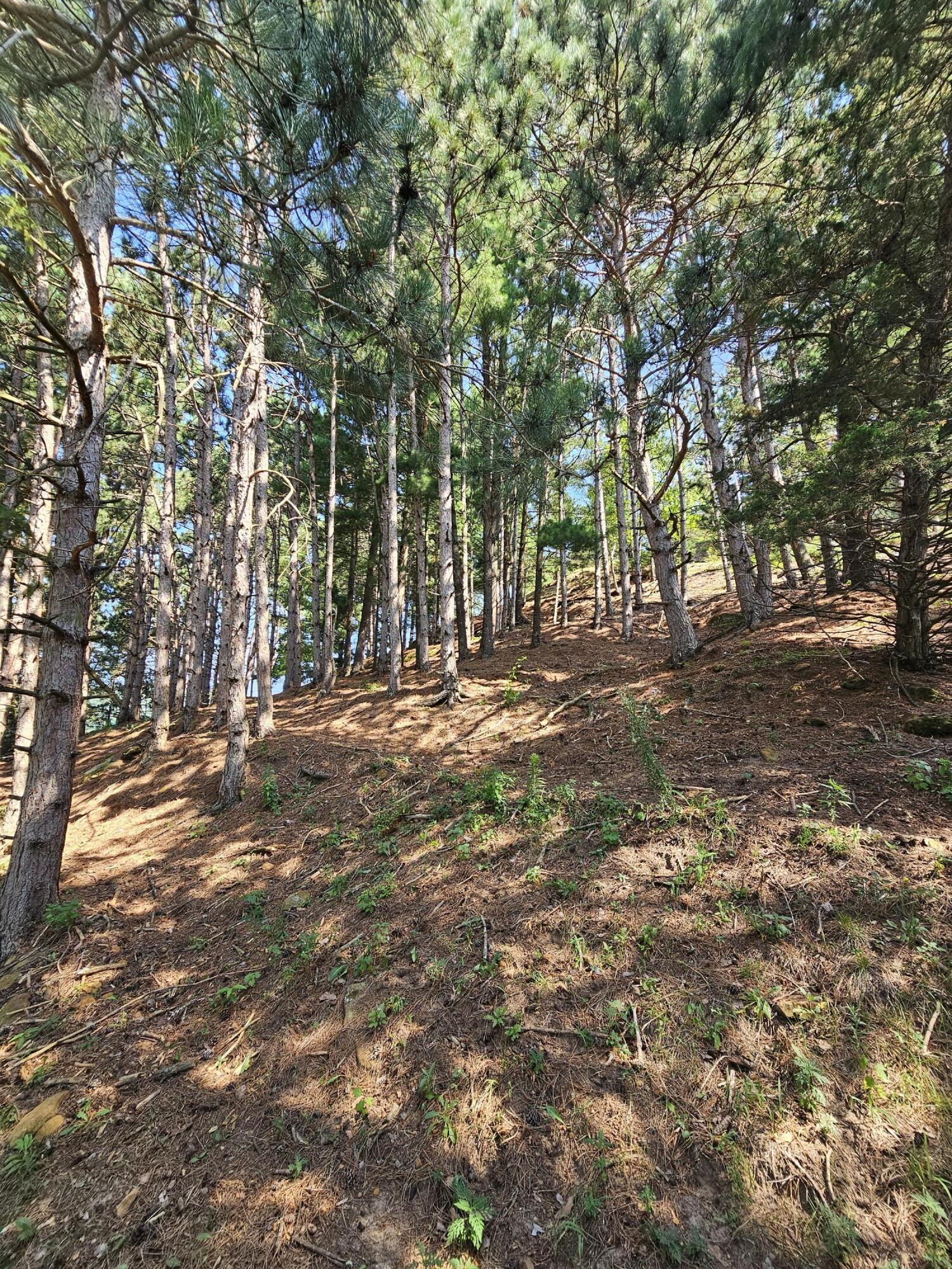 N3290 Russlan Coulee Road Barre, WI 54601 - Photo 69 of 79 20260729_111410