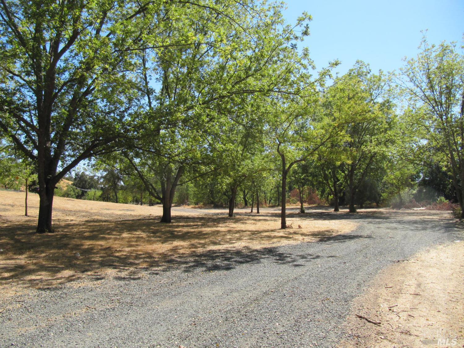 a view of empty space with large trees