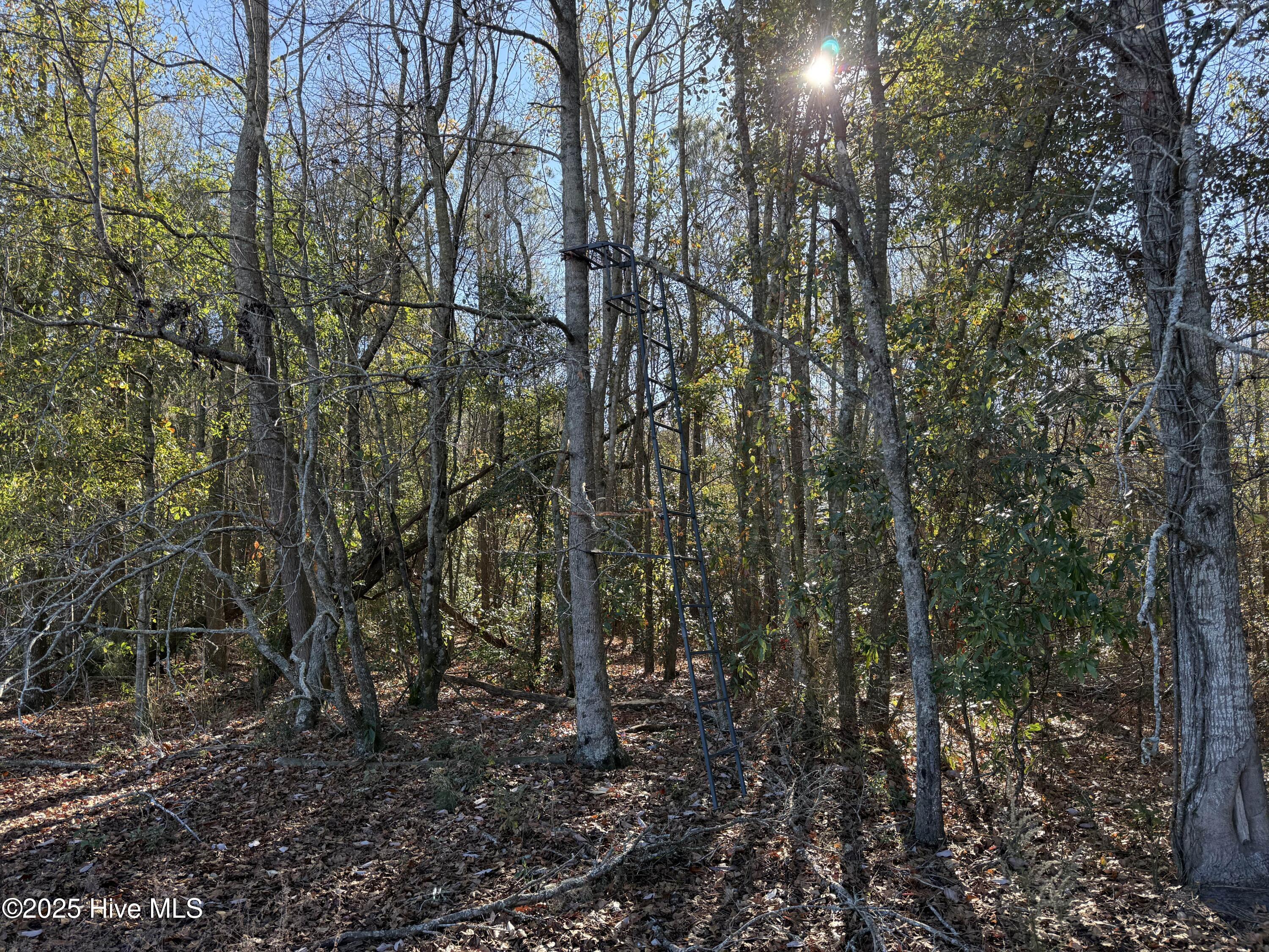 0 Macedonia Church Road Evergreen, NC 28438 - Photo 16 of 34 Image 16