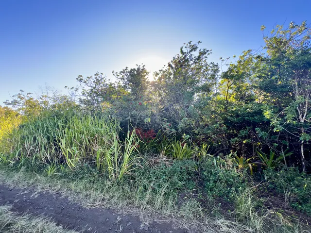 a view of a tree in a garden