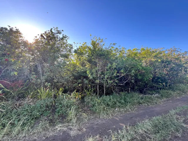 a view of a trees in a yard