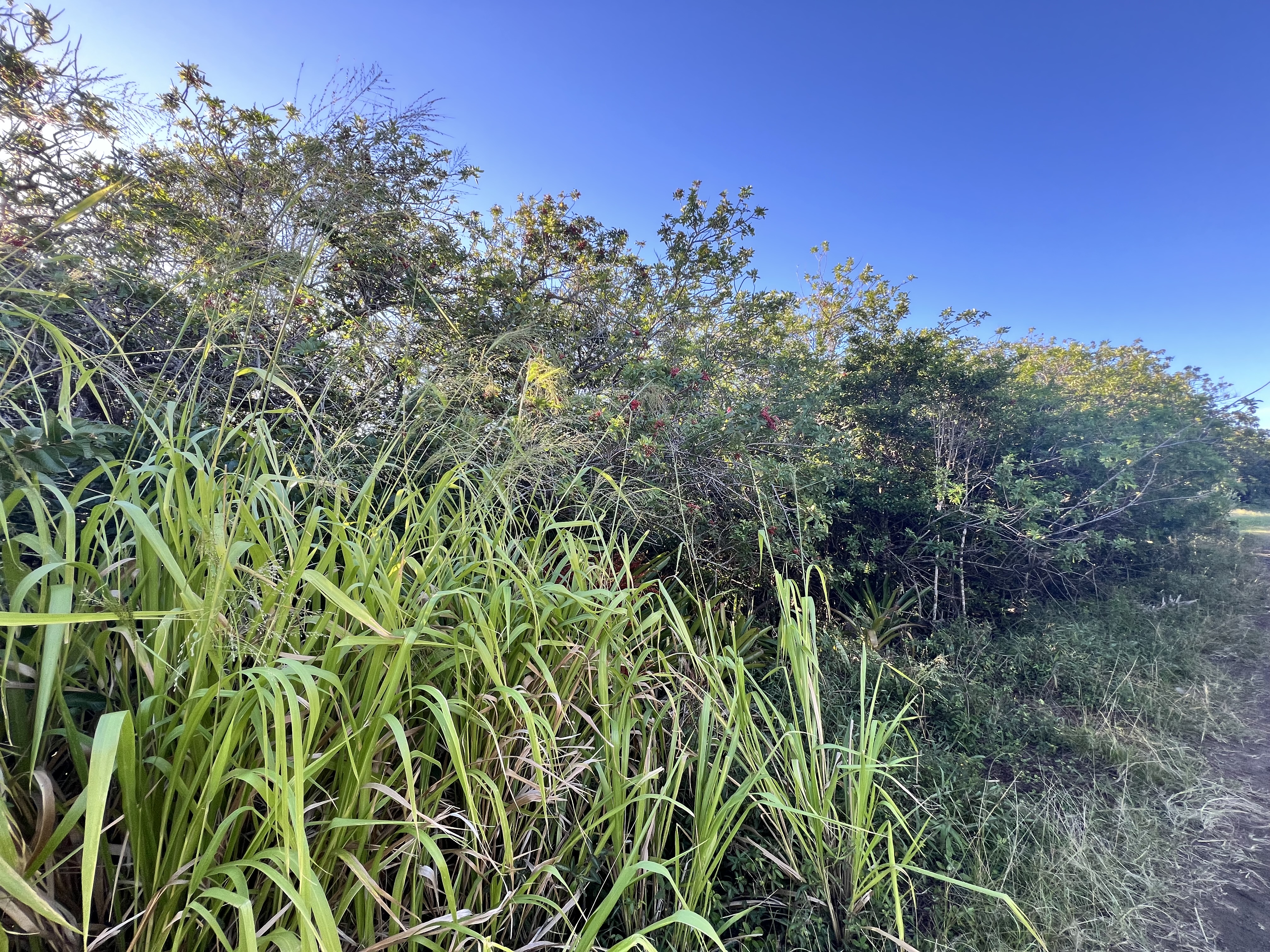 94-6526 Keoki Road Naalehu, HI 96772 - Photo 4 of 8 view of a green field with lots of bushes
