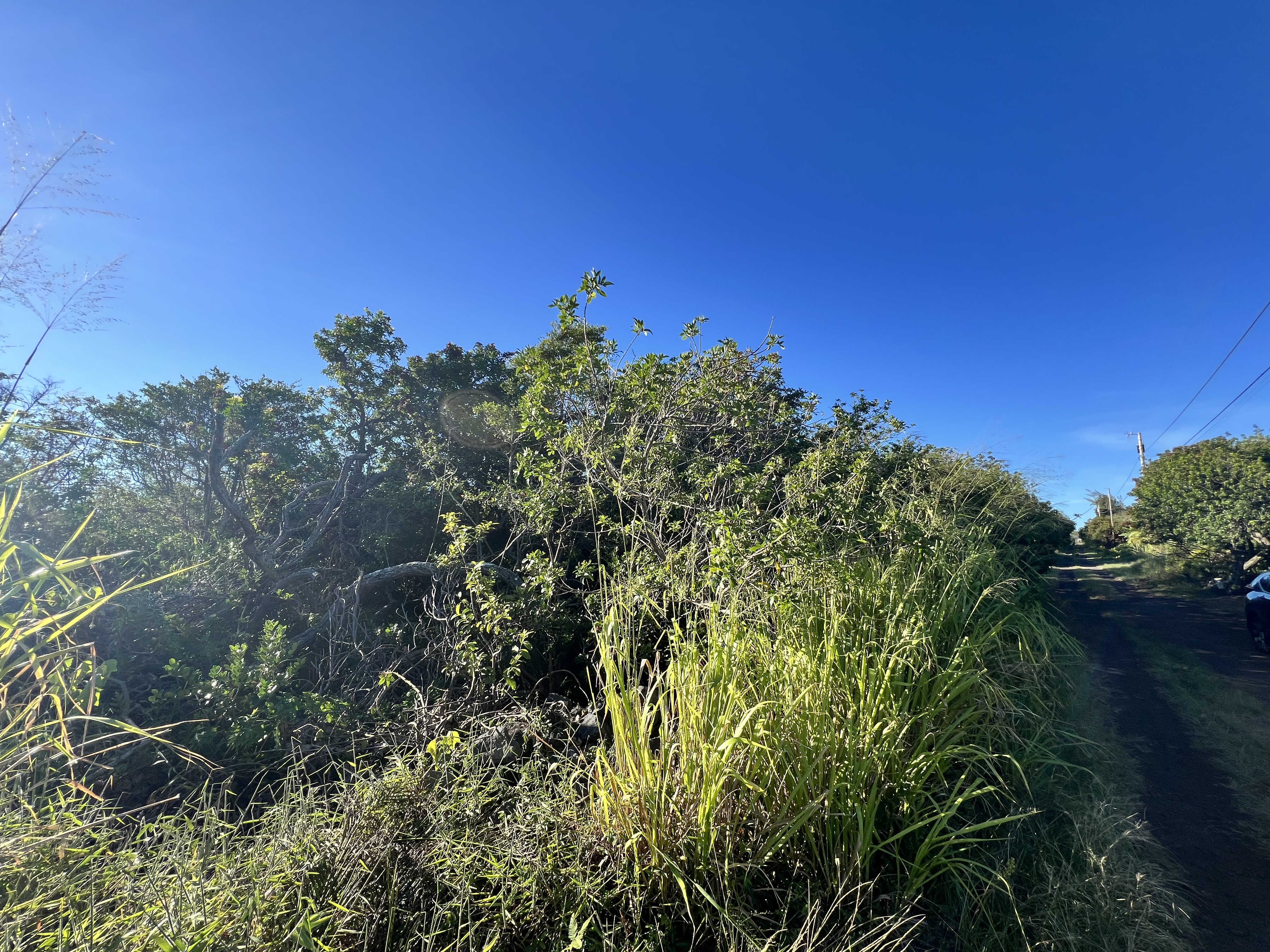 94-6526 Keoki Road Naalehu, HI 96772 - Photo 5 of 8 a view of a garden