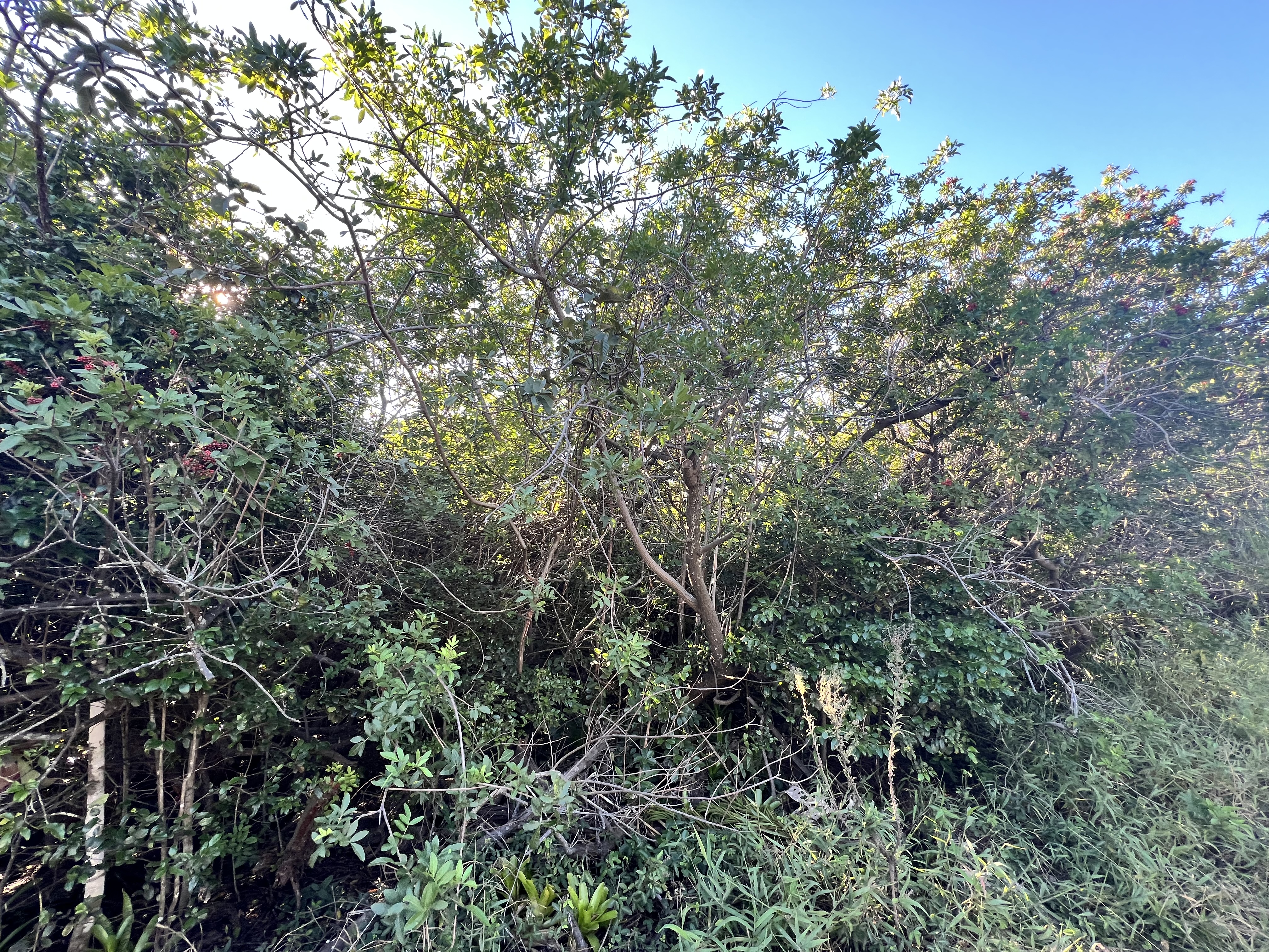 94-6526 Keoki Road Naalehu, HI 96772 - Photo 6 of 8 a view of a lush green forest