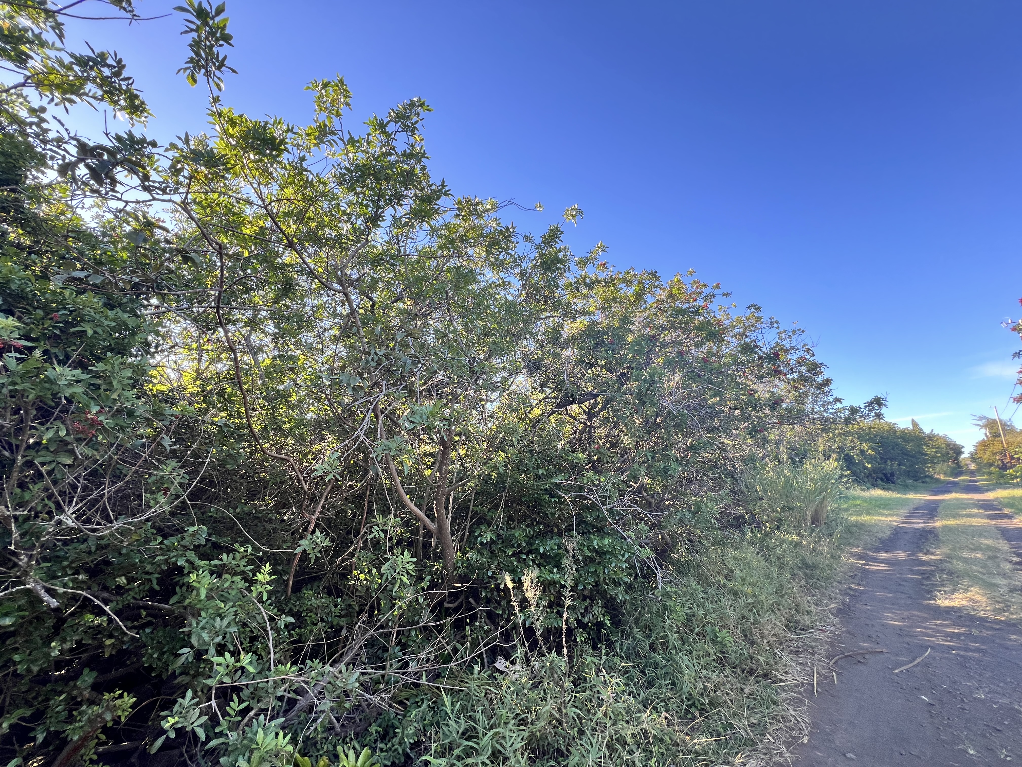94-6526 Keoki Road Naalehu, HI 96772 - Photo 7 of 8 a view of a tree with a tree in the background