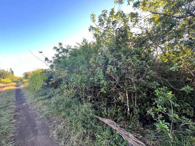 a view of a forest with trees in the background
