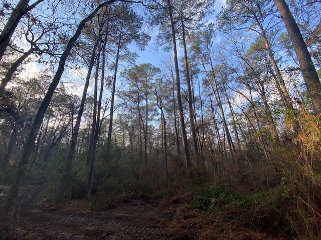 Tbd Jayess Road Tylertown, MS 39667 - Photo 7 of 10 Photo 7