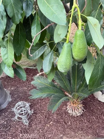 a view of banana tree