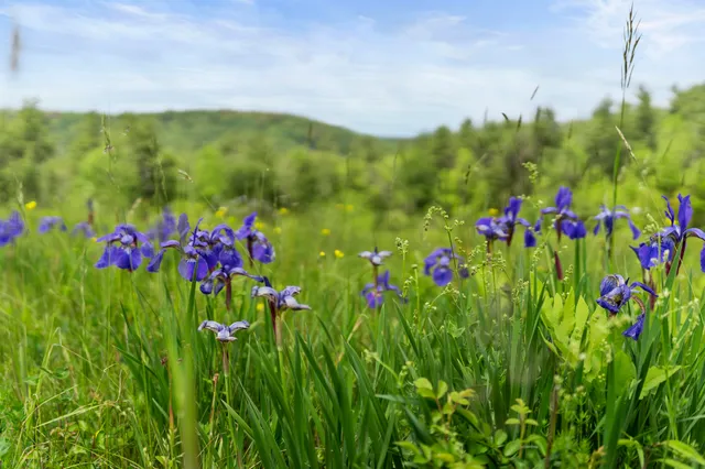 $675,000 | 0 Under The Mountain Road, South Londonderry, VT 05155