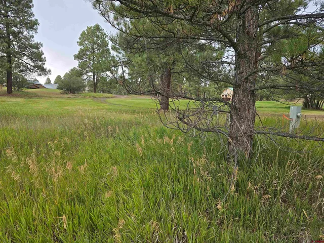 a view of a garden with a tree