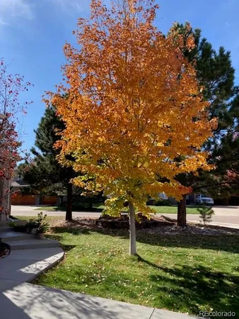 a view of a park with large trees