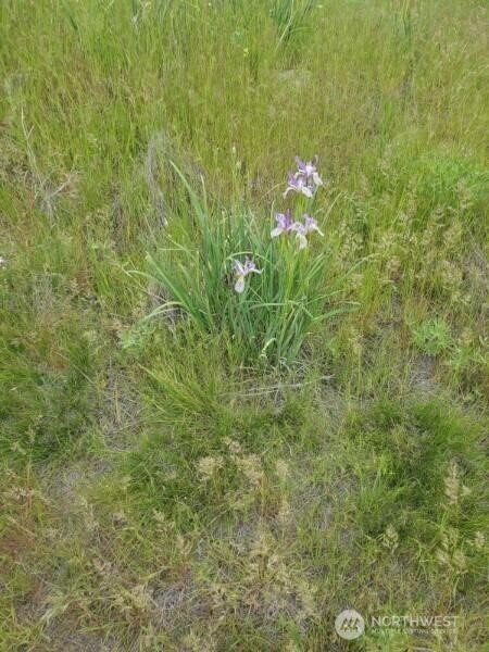 0 Earl Road North Davenport, WA 99122 - Photo 14 of 30 a view of a plants in a yard