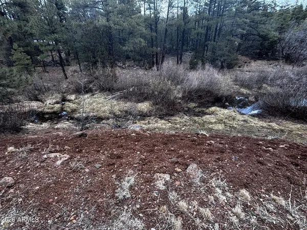 a view of a yard with plants and trees