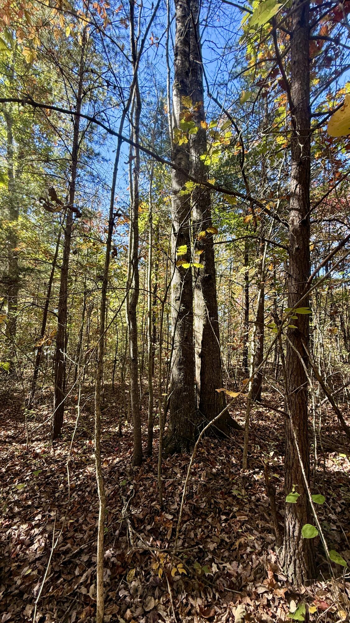 0 Owl Hollow Road, Unit LOT 8 Palmer, TN 37365 - Photo 11 of 17 IMG_2908