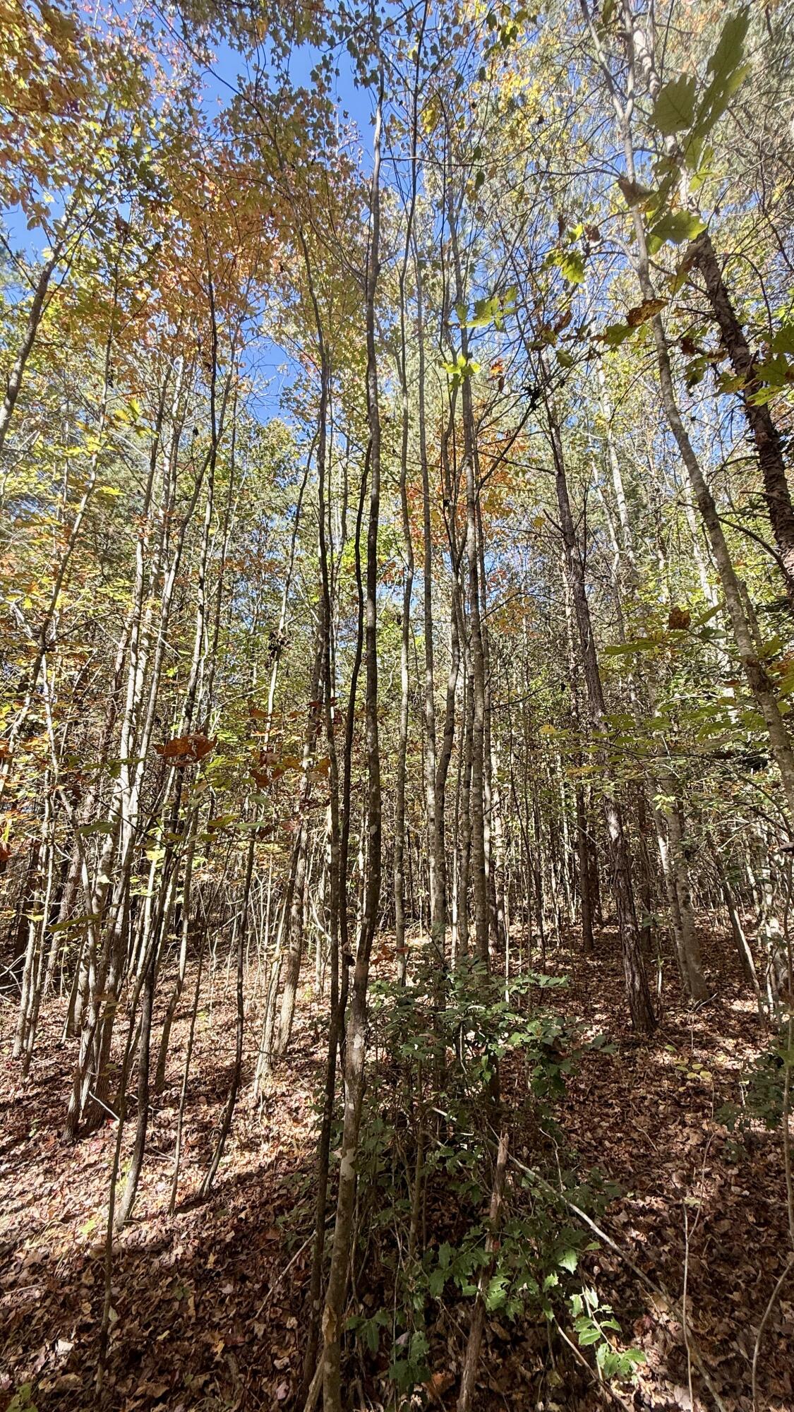 0 Owl Hollow Road, Unit LOT 8 Palmer, TN 37365 - Photo 12 of 17 IMG_2907