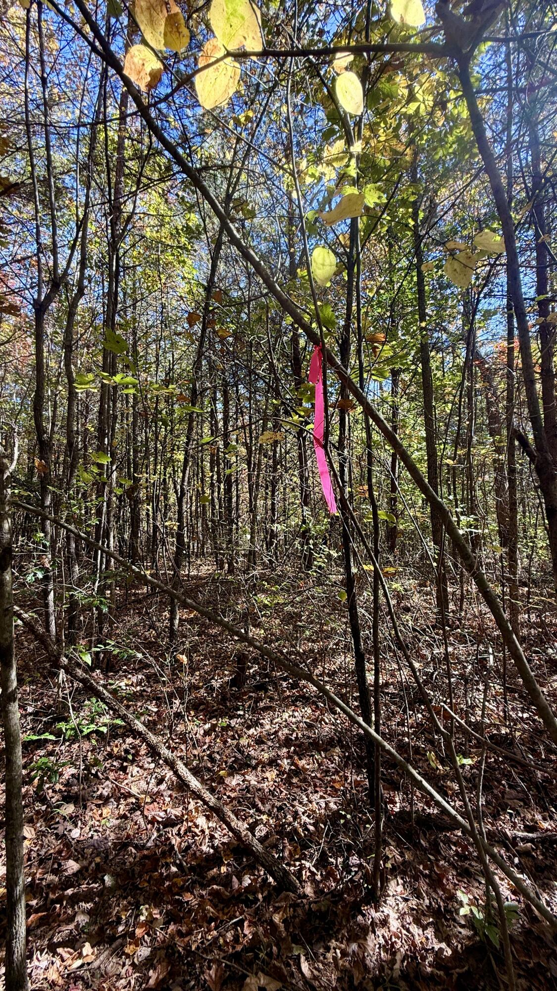 0 Owl Hollow Road, Unit LOT 8 Palmer, TN 37365 - Photo 13 of 17 IMG_2906