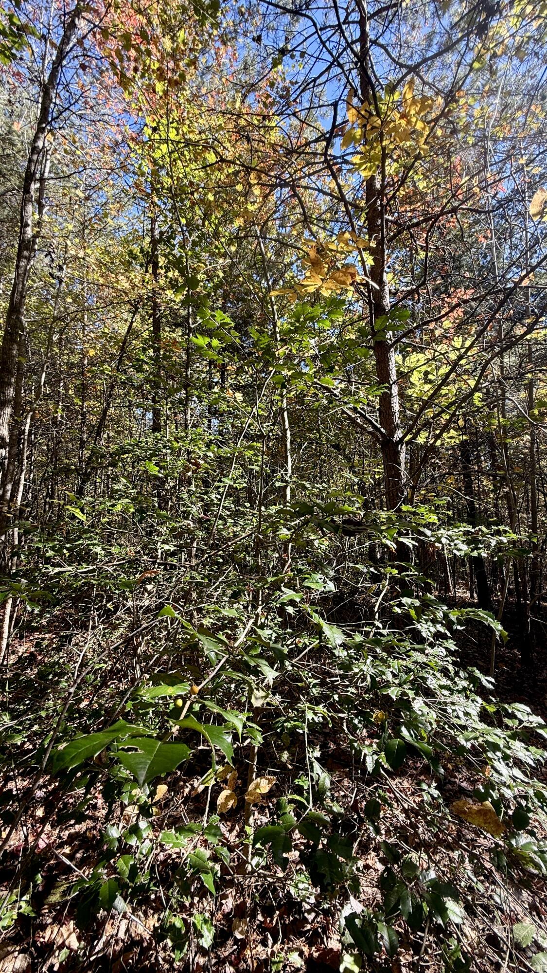 0 Owl Hollow Road, Unit LOT 8 Palmer, TN 37365 - Photo 14 of 17 IMG_2905