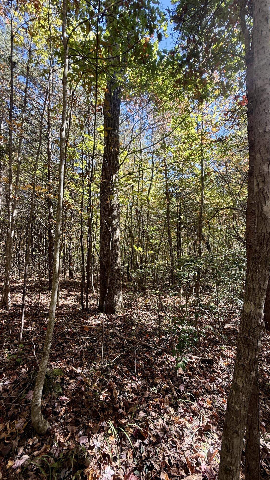 0 Owl Hollow Road, Unit LOT 8 Palmer, TN 37365 - Photo 15 of 17 IMG_2904