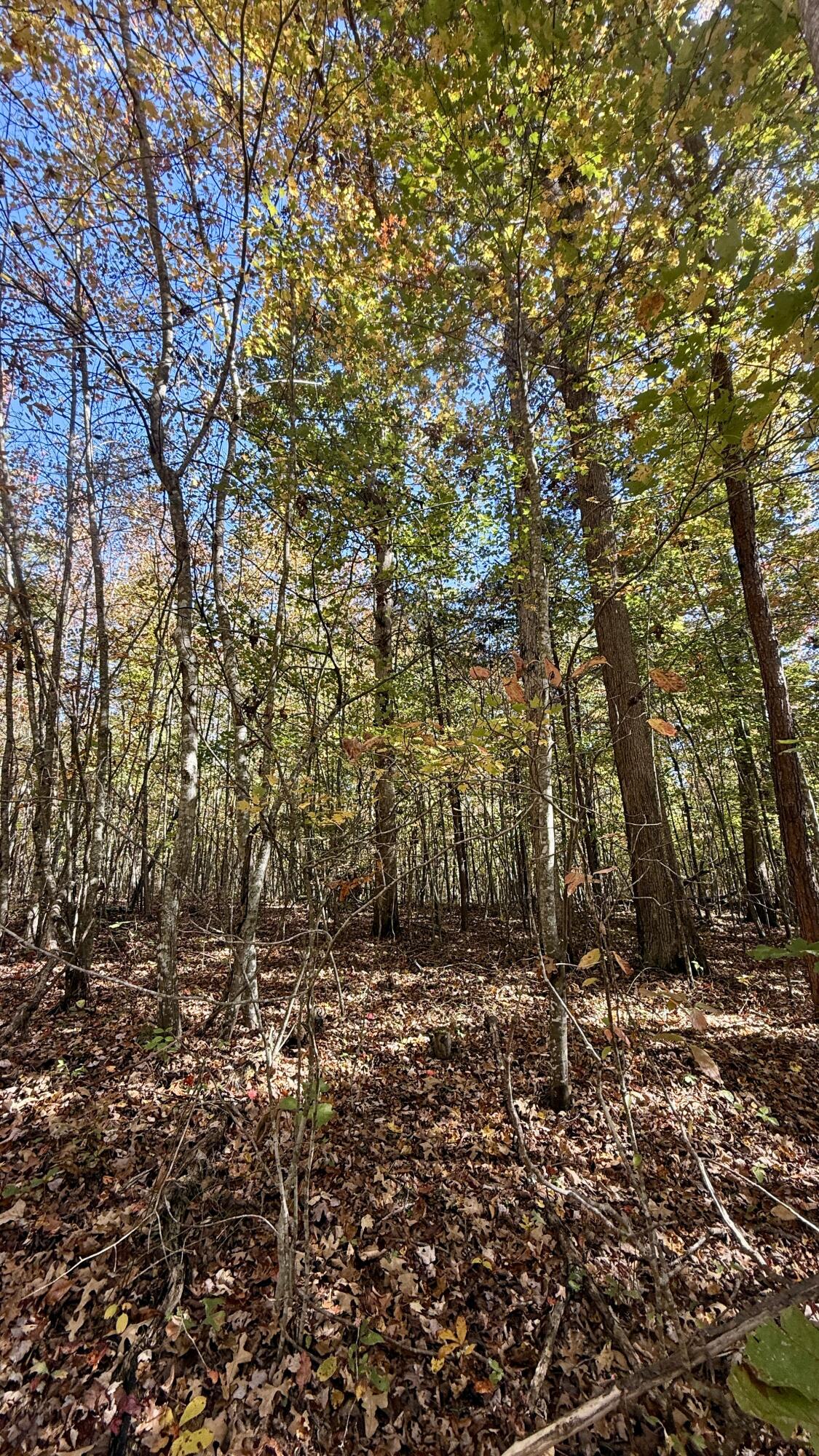 0 Owl Hollow Road, Unit LOT 8 Palmer, TN 37365 - Photo 17 of 17 IMG_2913