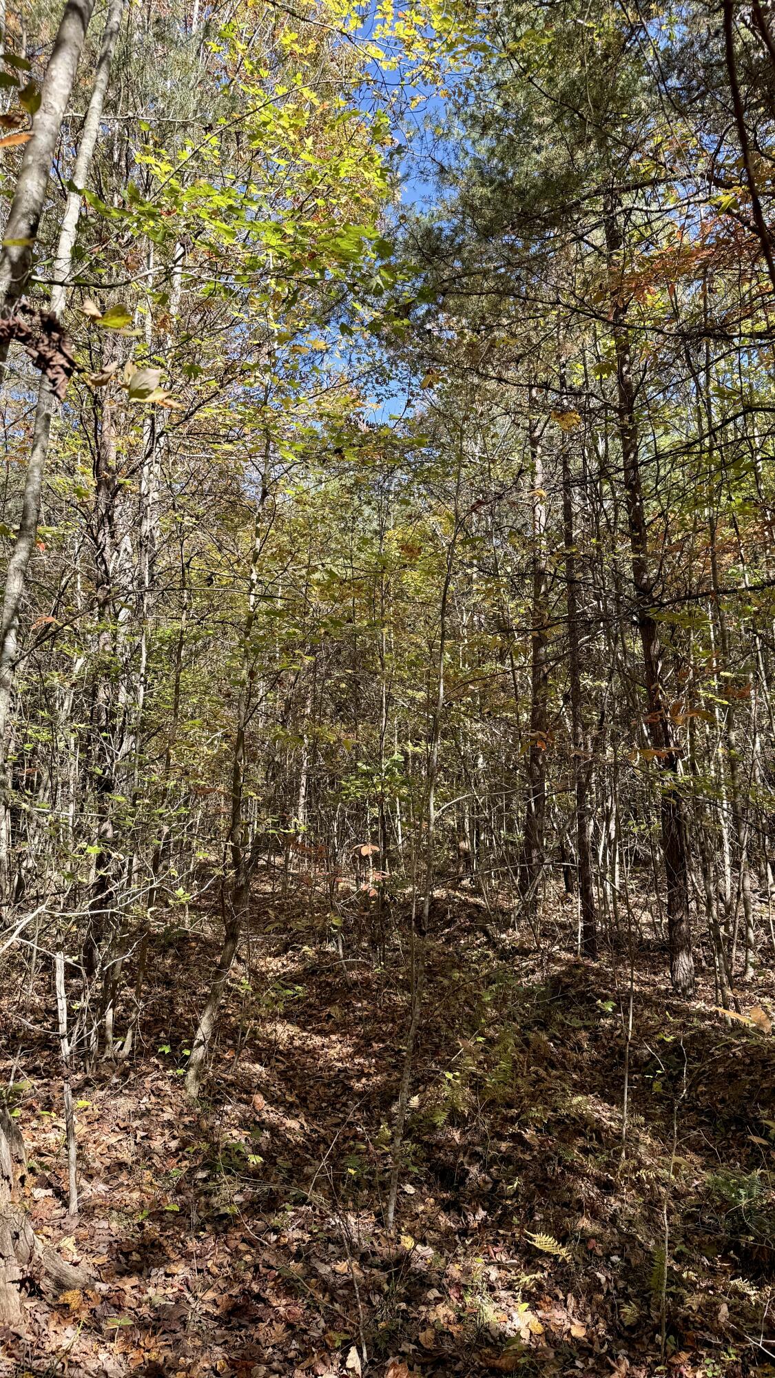 0 Owl Hollow Road, Unit LOT 8 Palmer, TN 37365 - Photo 4 of 17 IMG_2900