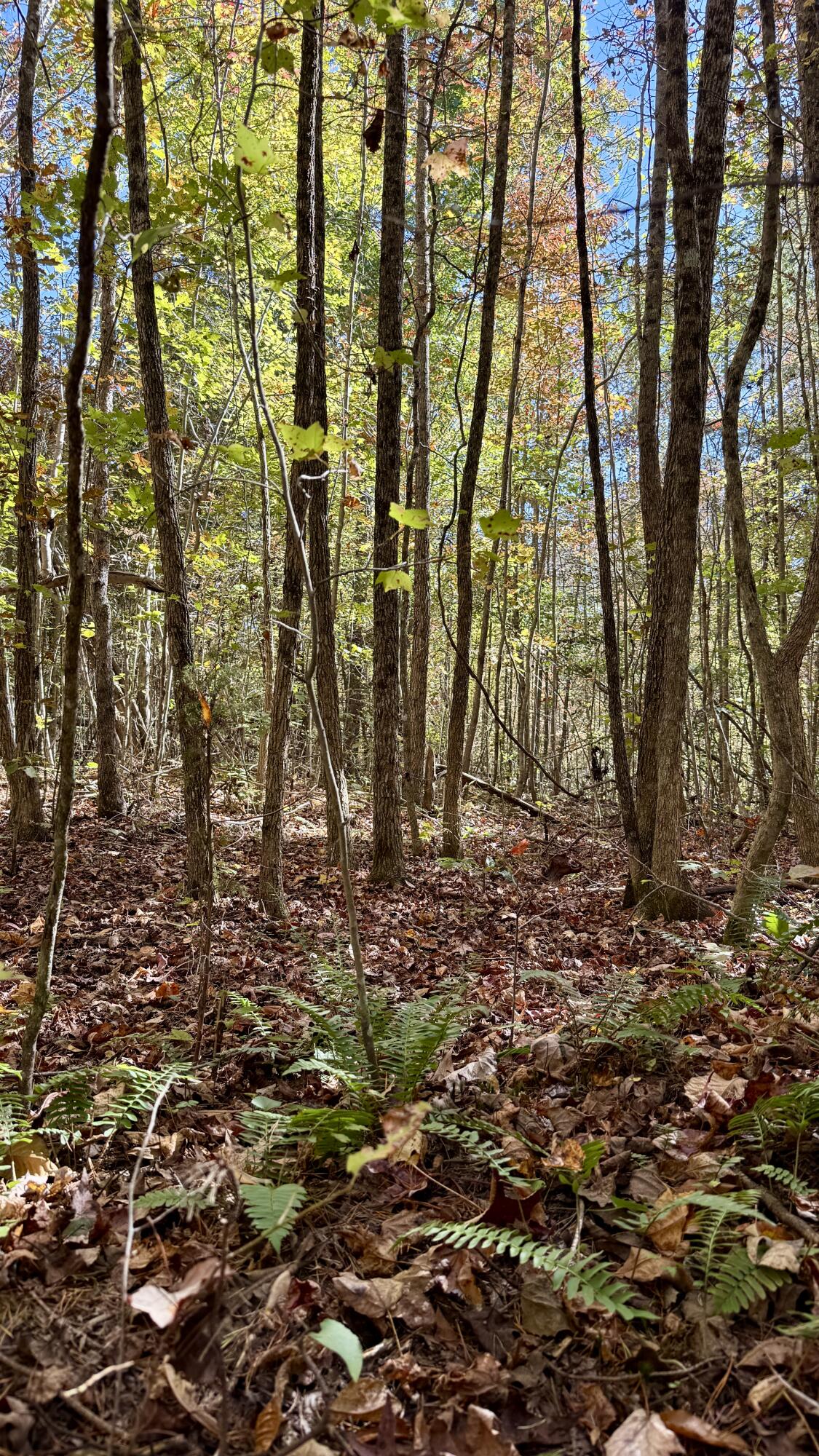0 Owl Hollow Road, Unit LOT 8 Palmer, TN 37365 - Photo 5 of 17 IMG_2901