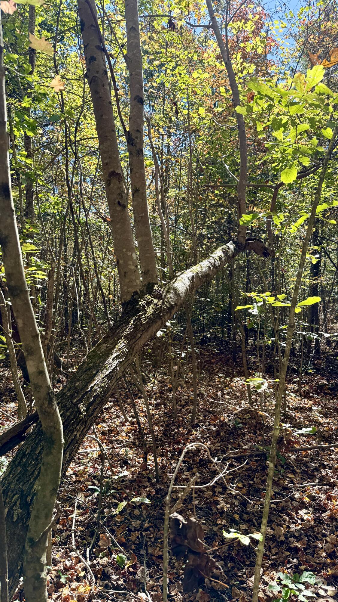 0 Owl Hollow Road, Unit LOT 8 Palmer, TN 37365 - Photo 6 of 17 IMG_2902
