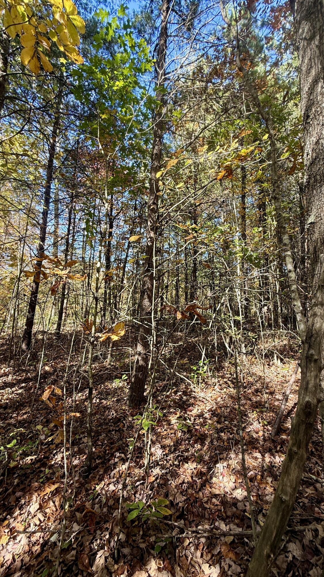 0 Owl Hollow Road, Unit LOT 8 Palmer, TN 37365 - Photo 10 of 17 IMG_2909