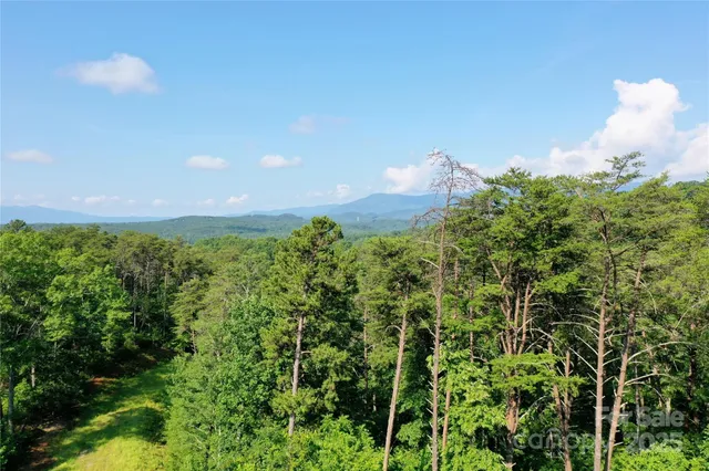 a view of a yard in a garden
