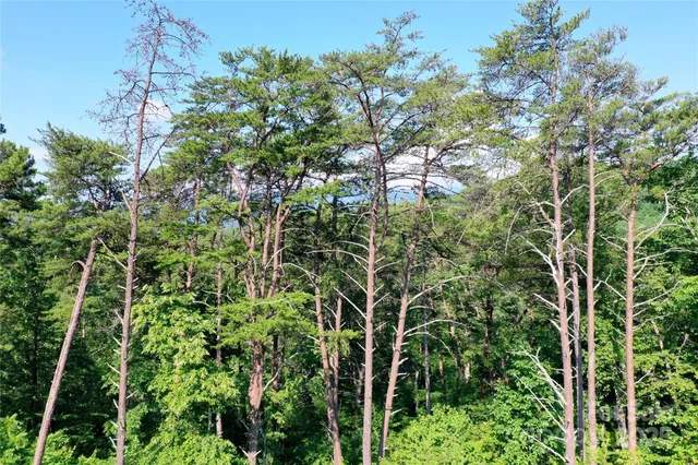 a view of a bunch of trees