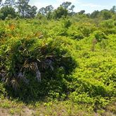 a view of a lush green forest