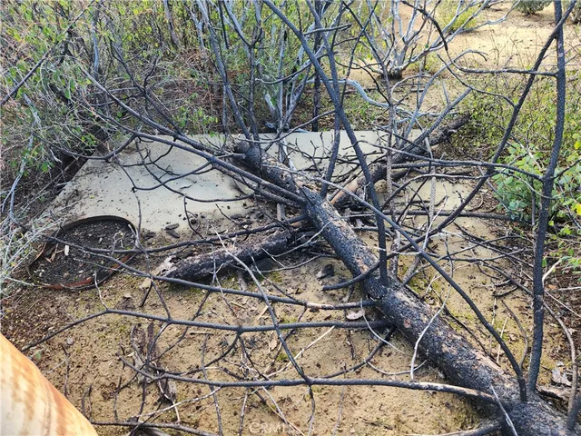 a view of a tree with a yard