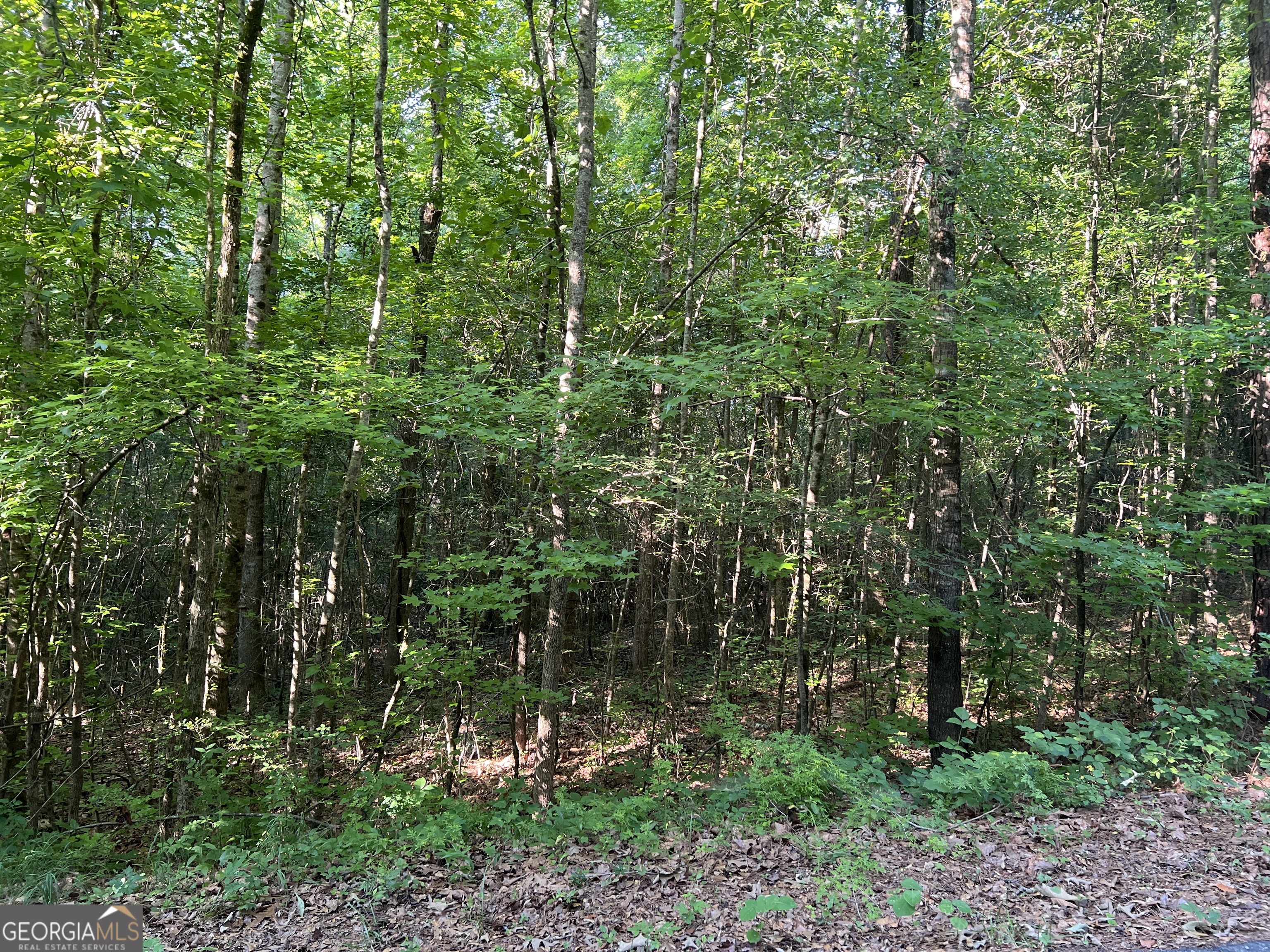 0 Jordan Road Monticello, GA 31064 - Photo 13 of 13 a view of a lush green forest with lots of trees