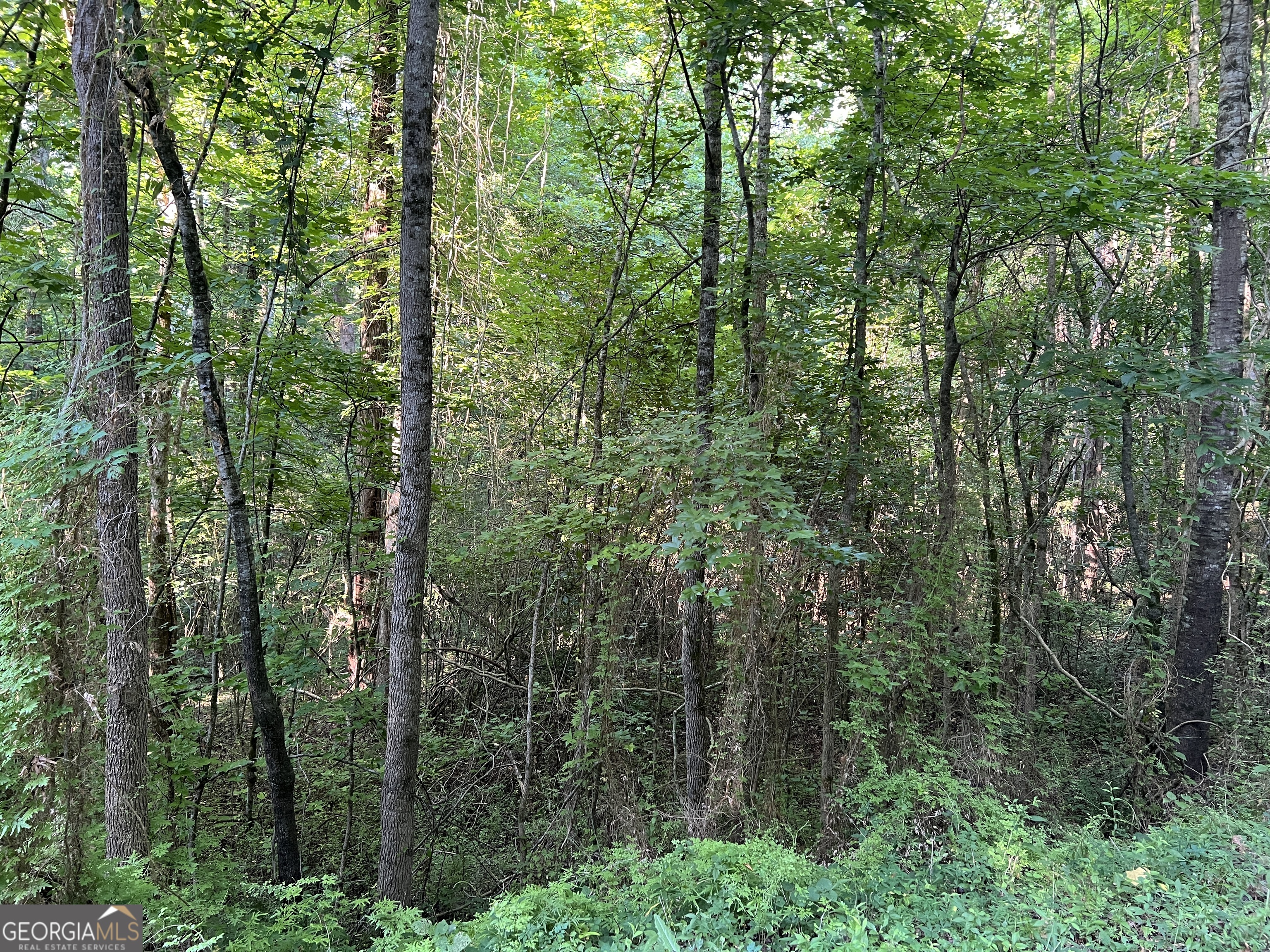 0 Jordan Road Monticello, GA 31064 - Photo 3 of 13 a view of a forest with trees in front of it