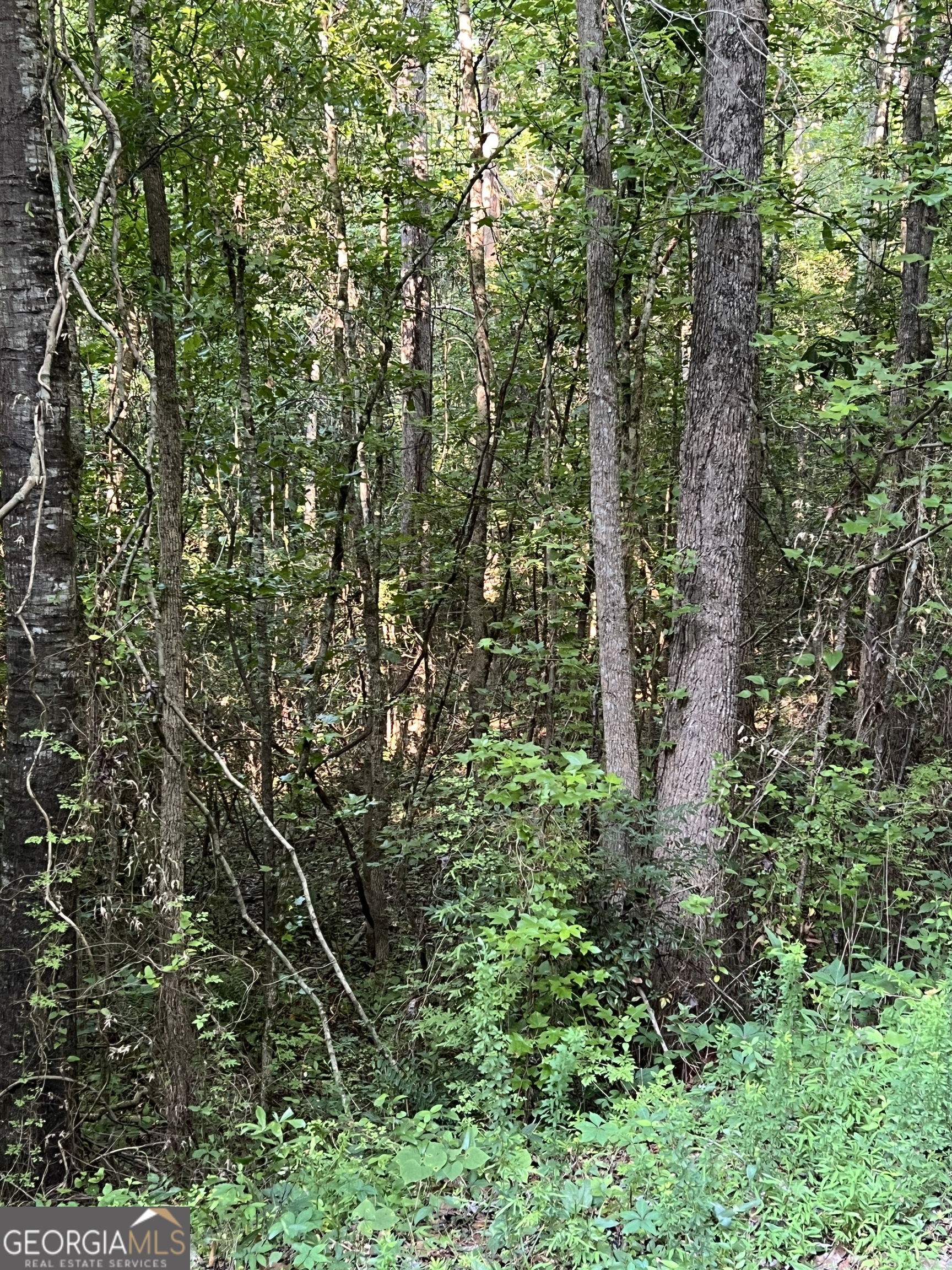 0 Jordan Road Monticello, GA 31064 - Photo 5 of 13 a view of a forest with a tree